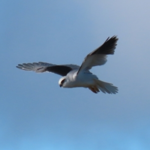 Elanus axillaris at Fyshwick, ACT - 5 Jul 2023