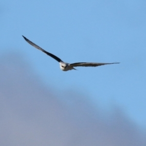 Elanus axillaris at Fyshwick, ACT - 5 Jul 2023