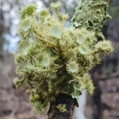 Usnea sp. (genus) (Bearded lichen) at Yass River, NSW - 5 Jul 2023 by SenexRugosus