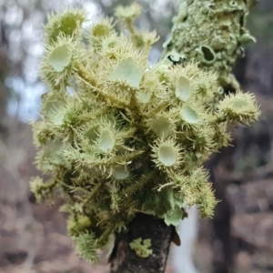 Usnea sp. (genus) at Yass River, NSW - 5 Jul 2023 03:49 PM