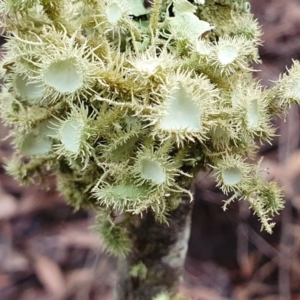 Usnea sp. (genus) at Yass River, NSW - 5 Jul 2023