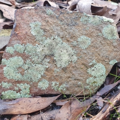Unidentified Lichen at Yass River, NSW - 5 Jul 2023 by SenexRugosus