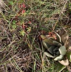 Euphorbia oblongata (Egg-leaf Spurge) at Latham, ACT - 1 Jul 2023 by Rosie