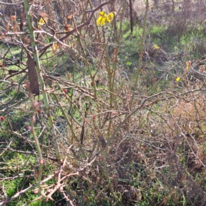 Rosa rubiginosa at Watson, ACT - 5 Jul 2023