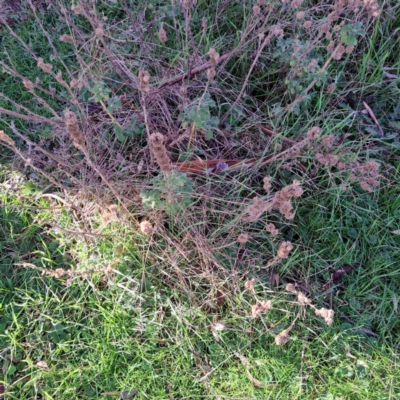 Marrubium vulgare (Horehound) at Watson, ACT - 5 Jul 2023 by abread111