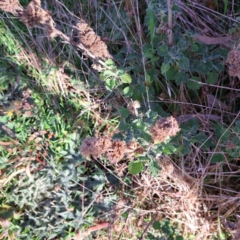 Marrubium vulgare at Watson, ACT - 5 Jul 2023 03:07 PM