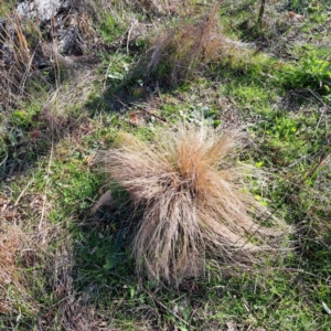 Nassella trichotoma at Watson, ACT - 5 Jul 2023