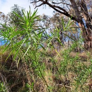 Solanum linearifolium at Watson, ACT - 5 Jul 2023