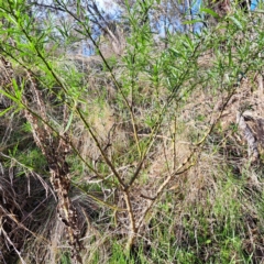 Solanum linearifolium at Watson, ACT - 5 Jul 2023