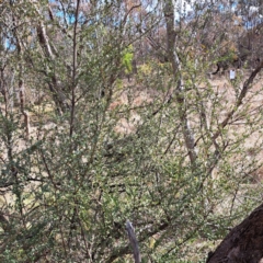 Bursaria spinosa subsp. lasiophylla (Australian Blackthorn) at Watson, ACT - 5 Jul 2023 by abread111