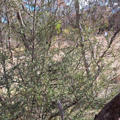 Bursaria spinosa subsp. lasiophylla (Australian Blackthorn) at Watson, ACT - 5 Jul 2023 by abread111