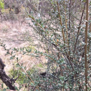 Bursaria spinosa subsp. lasiophylla at Watson, ACT - 5 Jul 2023