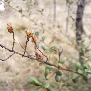 Bursaria spinosa subsp. lasiophylla at Watson, ACT - 5 Jul 2023