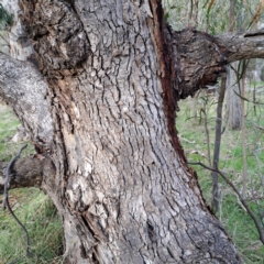 Eucalyptus bridgesiana at Mount Majura - 5 Jul 2023 02:41 PM