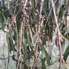 Eucalyptus bridgesiana at Mount Majura - 5 Jul 2023