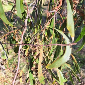 Acacia implexa at Watson, ACT - 5 Jul 2023