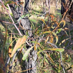 Acacia implexa at Watson, ACT - 5 Jul 2023