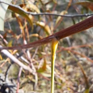 Acacia implexa at Watson, ACT - 5 Jul 2023