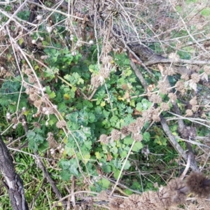 Marrubium vulgare at Watson, ACT - 5 Jul 2023