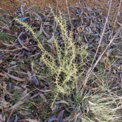 Daviesia genistifolia (Broom Bitter Pea) at Watson, ACT - 5 Jul 2023 by abread111