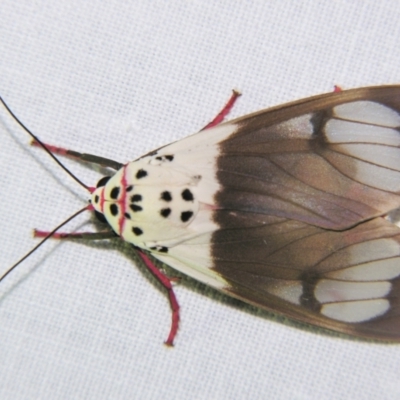 Amerila crokeri (Croker's Frother) at Sheldon, QLD - 2 Apr 2011 by PJH123