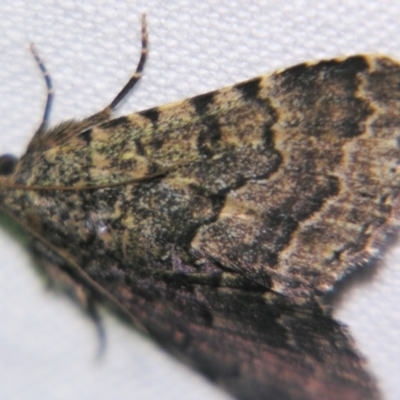 Diatenes aglossoides (An Erebid Moth) at Sheldon, QLD - 2 Apr 2011 by PJH123