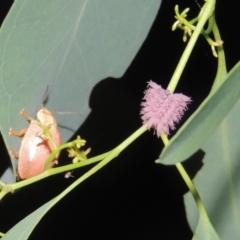 Paropsis atomaria (Eucalyptus leaf beetle) at Conder, ACT - 2 Jan 2023 by michaelb