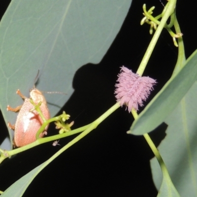 Paropsis atomaria (Eucalyptus leaf beetle) at Conder, ACT - 2 Jan 2023 by michaelb