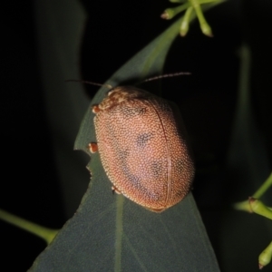 Paropsis atomaria at Conder, ACT - 2 Jan 2023