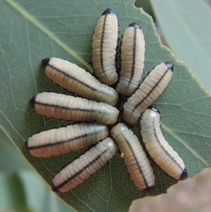 Paropsisterna cloelia at Conder, ACT - 6 Jan 2023