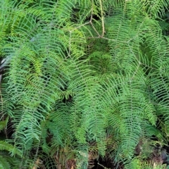 Gleichenia dicarpa (Wiry Coral Fern) at Brierfield, NSW - 6 Jul 2023 by trevorpreston