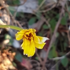 Hypochaeris radicata (Cat's Ear, Flatweed) at Garran, ACT - 30 Jun 2023 by SRoss