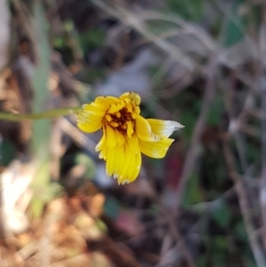 Hypochaeris radicata at Garran, ACT - 30 Jun 2023 04:15 PM