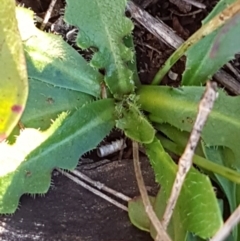 Hypochaeris radicata at Garran, ACT - 30 Jun 2023