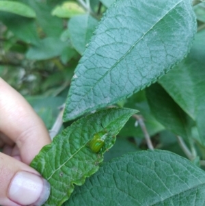 Calomela pallida at Dickson, ACT - 12 Jan 2022