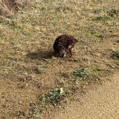 Tachyglossus aculeatus (Short-beaked Echidna) at Lower Molonglo - 6 Jul 2023 by Steve_Bok