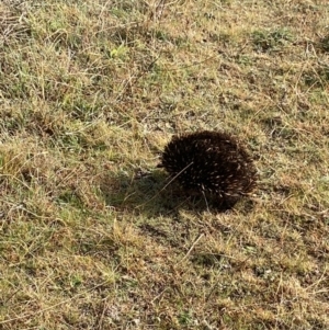 Tachyglossus aculeatus at Stromlo, ACT - 6 Jul 2023