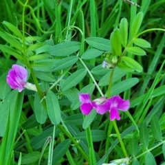 Vicia sativa (Common Vetch) at Valla Beach, NSW - 5 Jul 2023 by trevorpreston