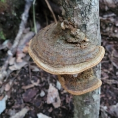 Unidentified Shelf-like to hoof-like & usually on wood at Valla Beach, NSW - 5 Jul 2023 by trevorpreston