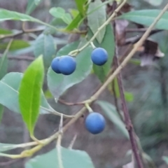 Elaeocarpus reticulatus (Blueberry Ash, Fairy Petticoats) at Valla Beach, NSW - 5 Jul 2023 by trevorpreston