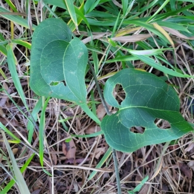 Smilax australis (Barbed-Wire Vine) at Valla Beach, NSW - 5 Jul 2023 by trevorpreston