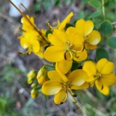 Senna pendula var. glabrata (Easter Cassia) at Nambucca Heads, NSW - 5 Jul 2023 by trevorpreston