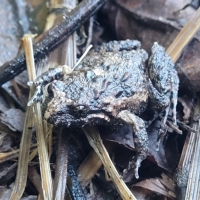 Adelotus brevis (Tusked Frog) at Nambucca Heads, NSW - 5 Jul 2023 by trevorpreston