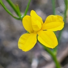 Goodenia bellidifolia subsp. bellidifolia (Daisy Goodenia) at Nambucca Heads, NSW - 5 Jul 2023 by trevorpreston