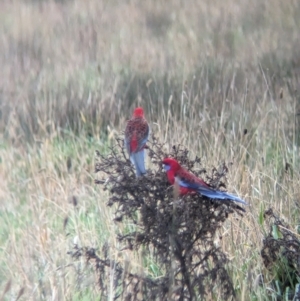 Platycercus elegans at Pulletop, NSW - 5 Jul 2023