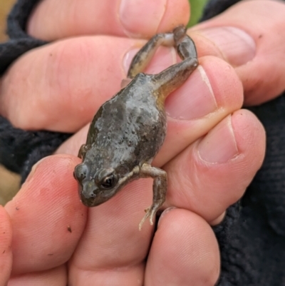 Unidentified Frog at Pulletop, NSW - 5 Jul 2023 by Darcy