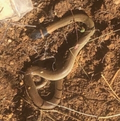Unidentified Snake at Michelago, NSW - 6 Jul 2023 by Nockels