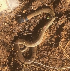 Pseudonaja textilis at Michelago, NSW - 6 Jul 2023 02:34 PM