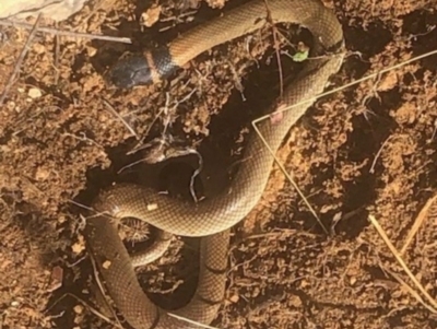 Pseudonaja textilis (Eastern Brown Snake) at Michelago, NSW - 6 Jul 2023 by Nockels