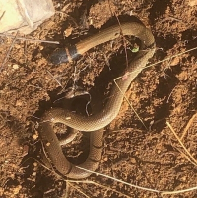 Unidentified Snake at Michelago, NSW - 6 Jul 2023 by Nockels